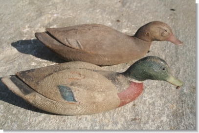 PAIR of SWIMMING MALLARDS.