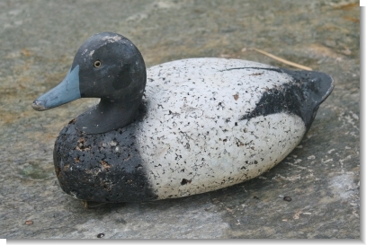 AMERICAN CORK BLUEBILL