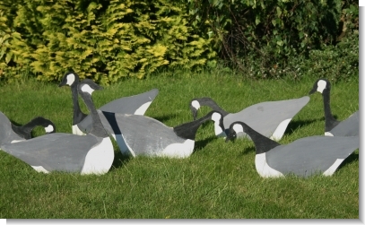 CANADIAN GEESE STICK UPS.