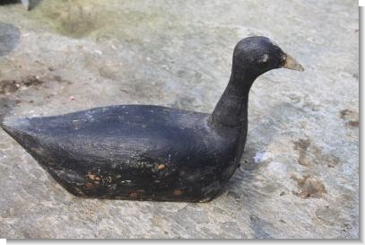 RARE COOT CONFIDENCE DECOY