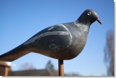 EARLY 20th Century PIGEON