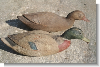 PAIR of SWIMMING MALLARDS.