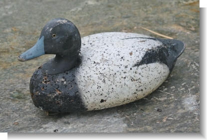 AMERICAN CORK BLUEBILL