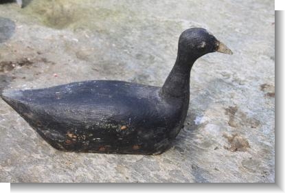 RARE COOT CONFIDENCE DECOY