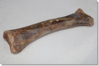 INTERESTING PETRIFIED BOVINE LEG BONE