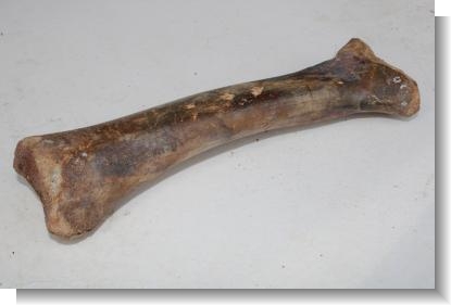 INTERESTING PETRIFIED BOVINE LEG BONE